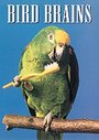 Birdbrains