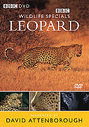 Wildlife Special - Leopard