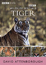 Wildlife Special - Tiger